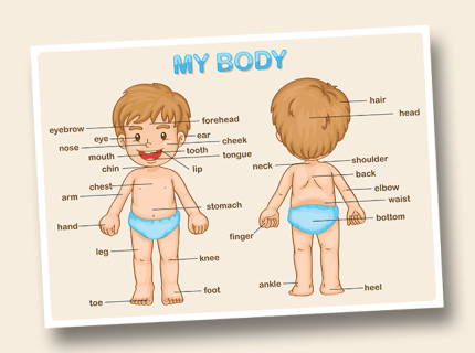 My Body (nauka j. angielskiego)